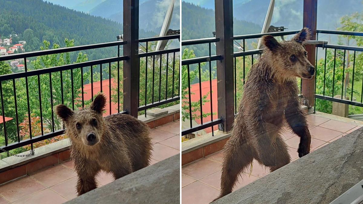 Συμπαθέστατο αρκουδάκι εμφανίστηκε σε μπαλκόνι σπιτιού στην Πίνδο