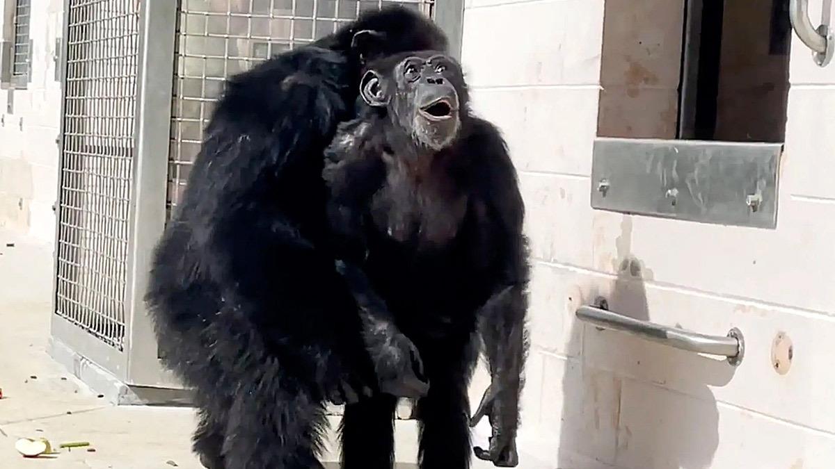 Χιμπατζής που πέρασε όλη τη ζωή του σε κλουβί για πειράματα βλέπει για πρώτη φορά τον ήλιο!