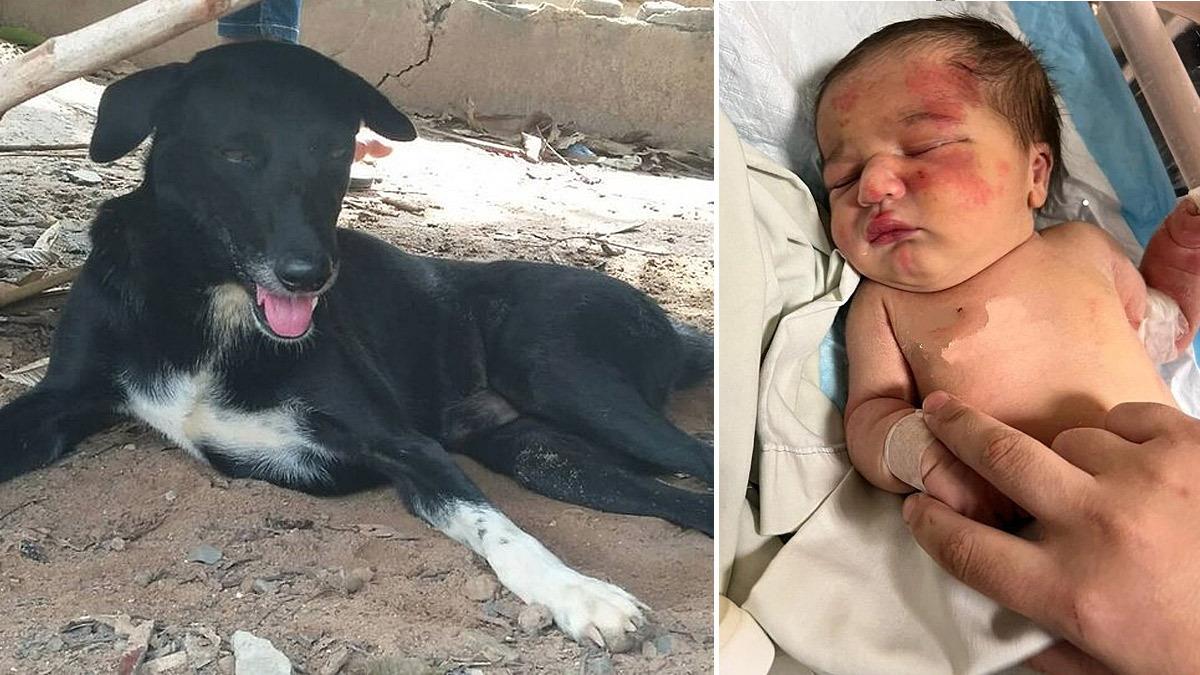 Αδέσποτος σκύλος έσωσε εγκαταλελειμμένο μωράκι που πέταξαν στα σκουπίδια