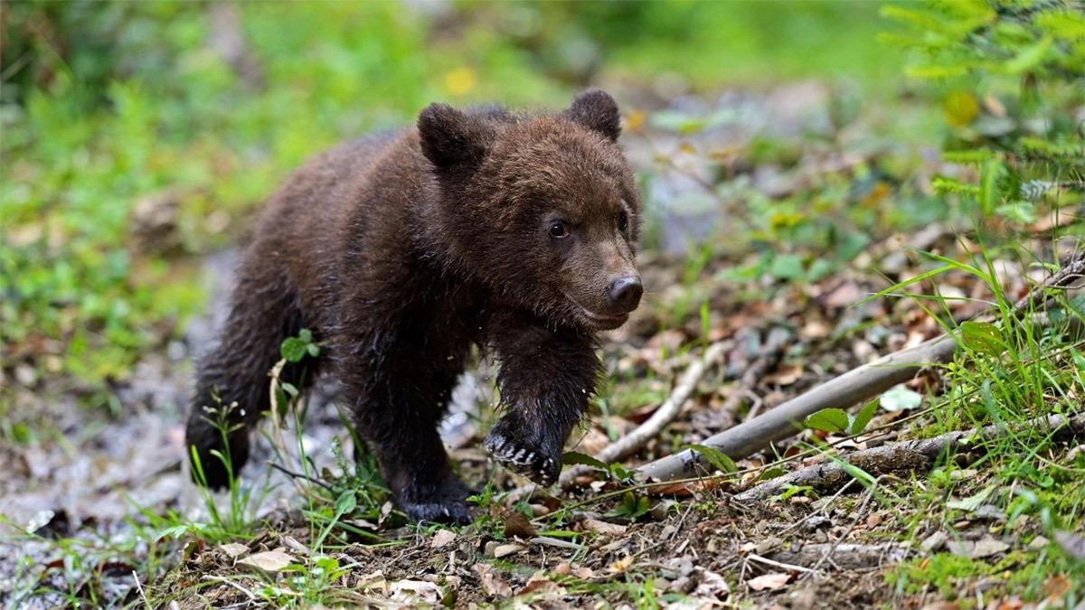 Φλώρινα: λαθροκυνηγός πυροβόλησε και σκότωσε αρκουδάκι