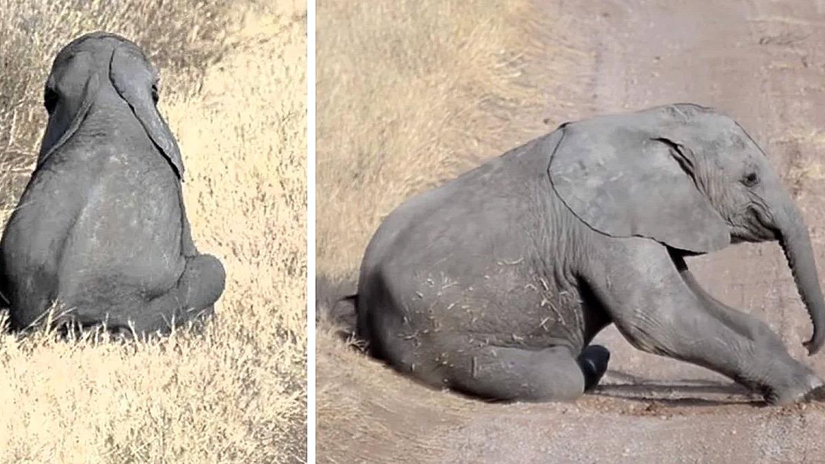 Ελεφαντίνα αγνοεί το tantrum του μωρού της σε ένα ξεκαρδιστικό βίντεο!