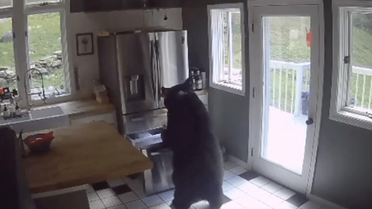 Αρκούδα μπήκε σε σπίτι, άνοιξε την κατάψυξη, πήρε τα λαζάνια κι έφυγε!