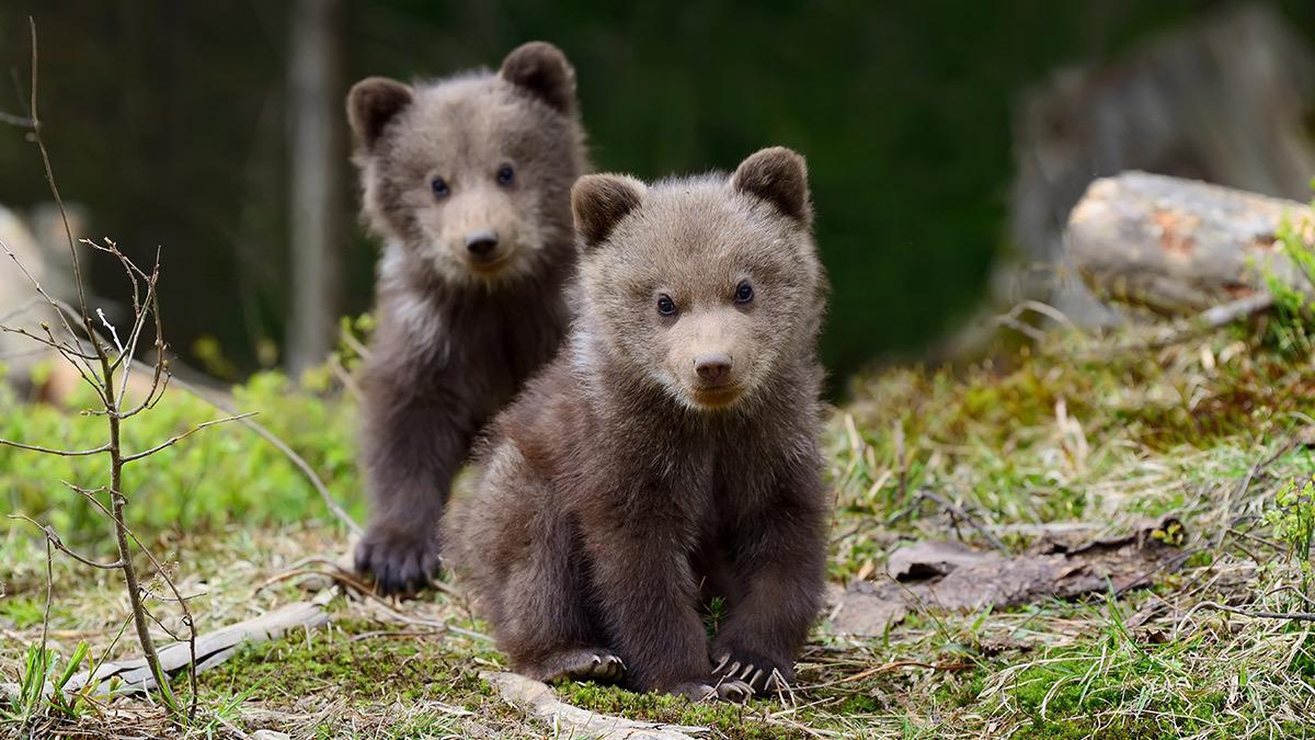 Καστοριά: δολοφόνησαν 2 μικρά αρκουδάκια και τη μαμά τους