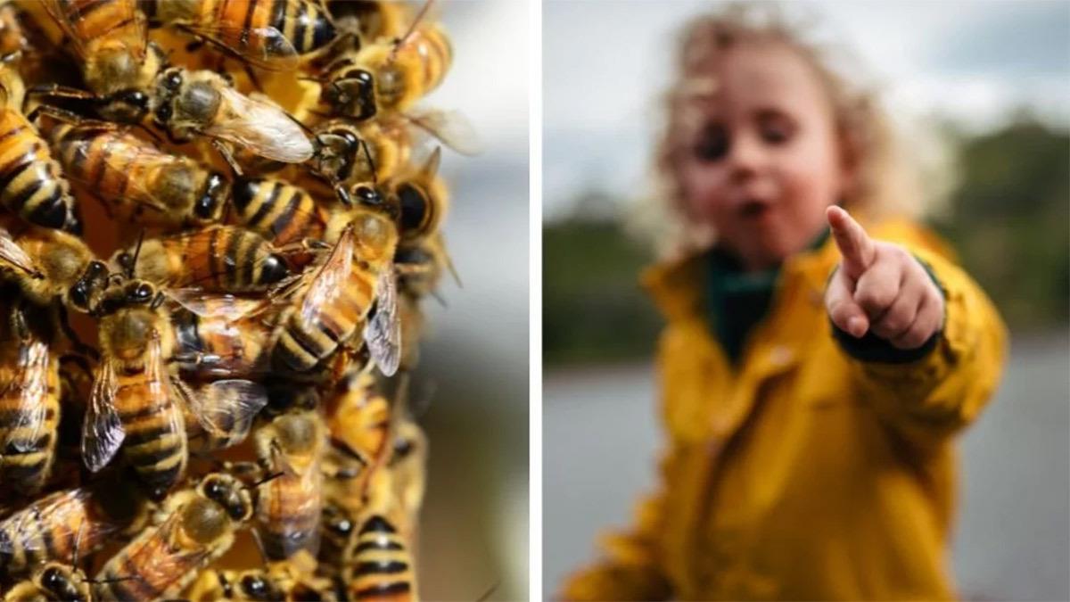 3χρονο κοριτσάκι πίστευε ότι υπήρχαν τέρατα στο δωμάτιό της - τελικά ήταν... 60.000 μέλισσες!