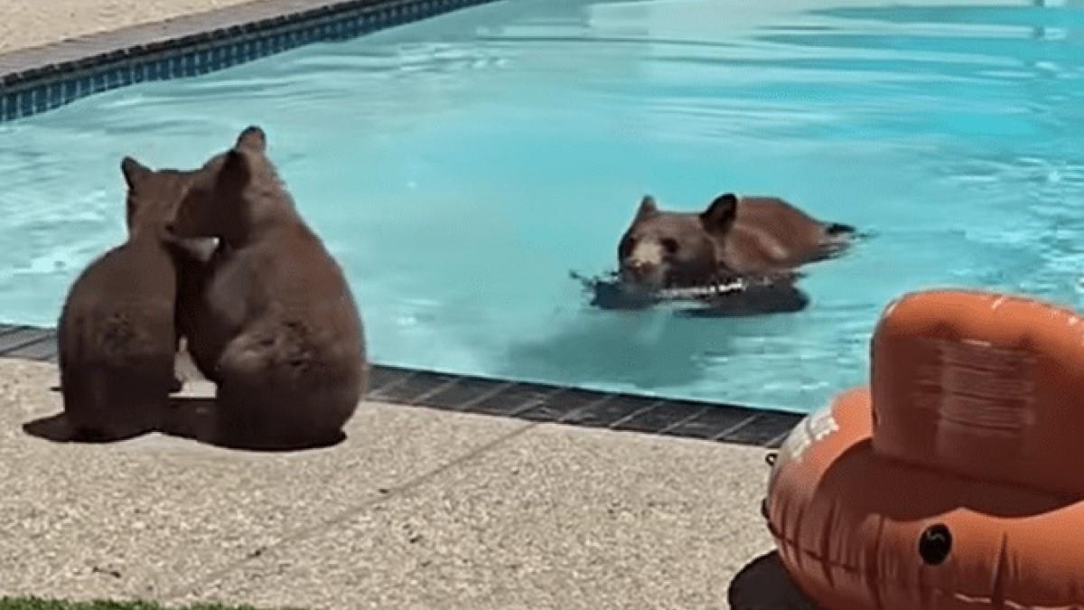 Μαμά αρκούδα τρύπωσε σε σπίτι μαζί με τα αρκουδάκια της και... βούτηξε στην πισίνα!