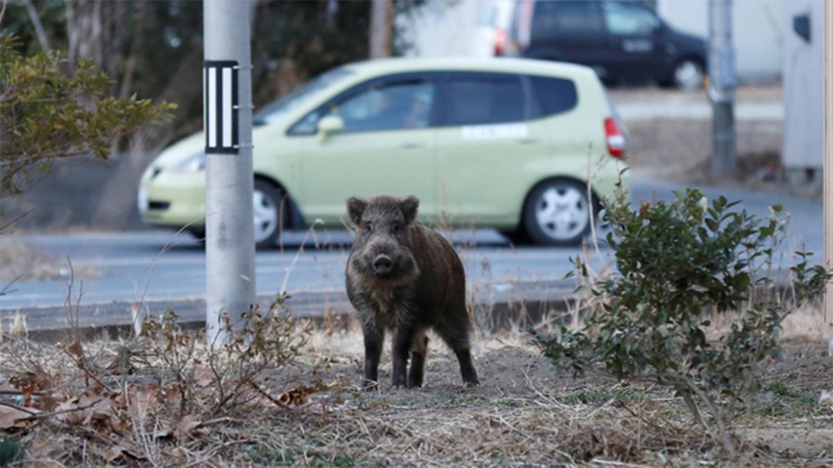 Σύβοτα: αγριογούρουνο βγήκε ανενόχλητο να πάρει τον αέρα του στο... λιμάνι! 