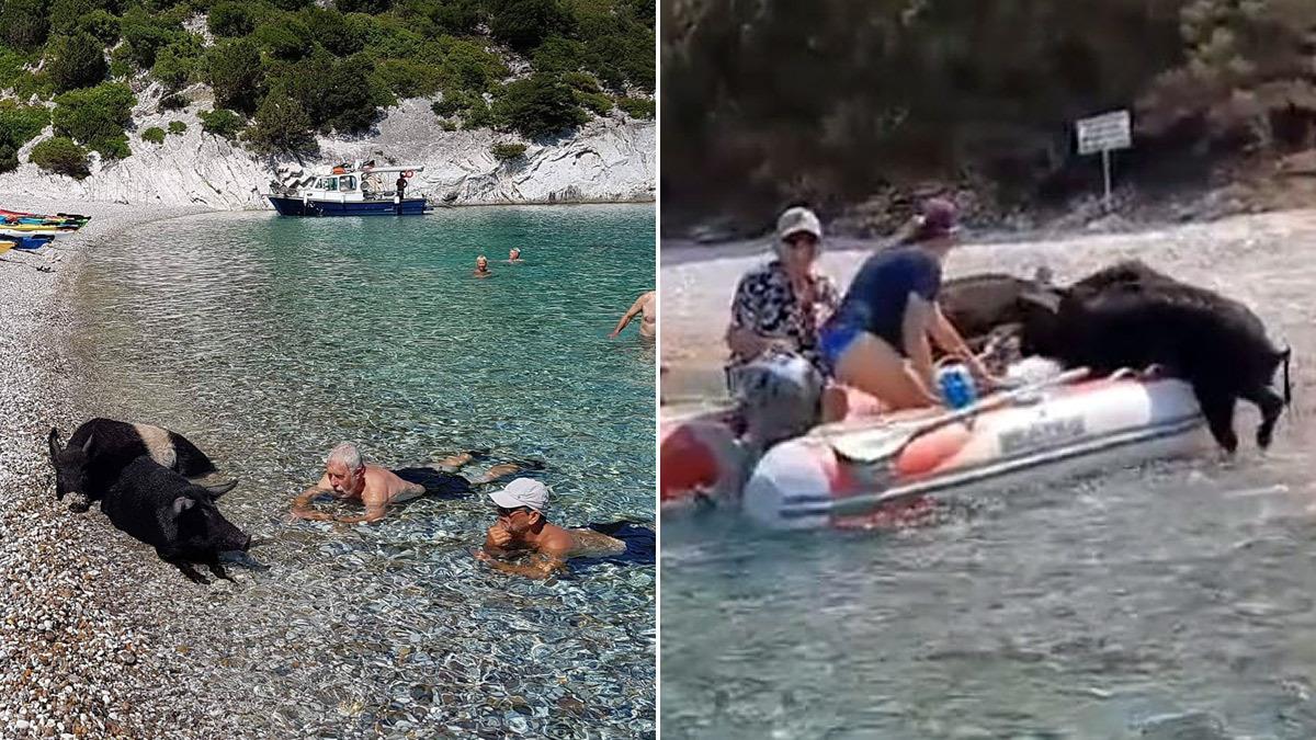 Ιόνιο: πεινασμένα γουρουνάκια πηδάνε σε βάρκα με τουρίστες και ζητιανεύουν φαγητό!