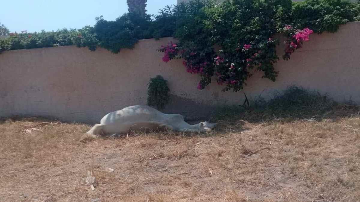 Κτηνωδία στη Σαντορίνη: έδεσαν άλογο και το άφησαν να πεθάνει από τη δίψα