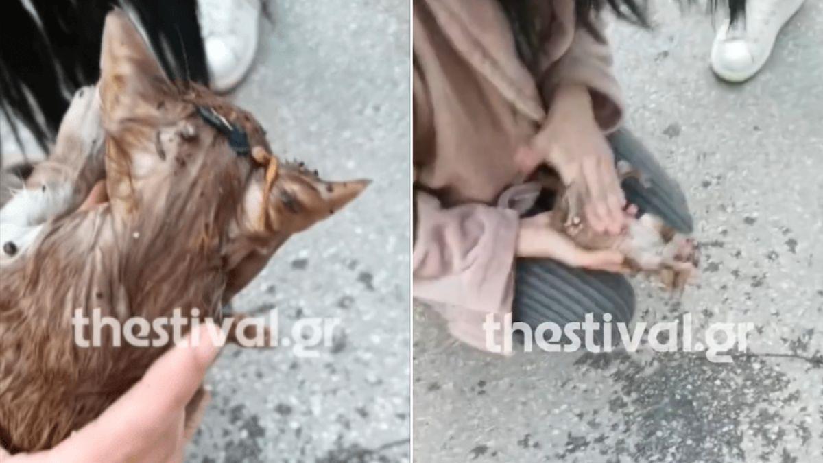 Θεσσαλονίκη: 21χρονη νοσηλεύτρια επανέφερε στη ζωή νεογέννητο γατάκι με ΚΑΡΠΑ!