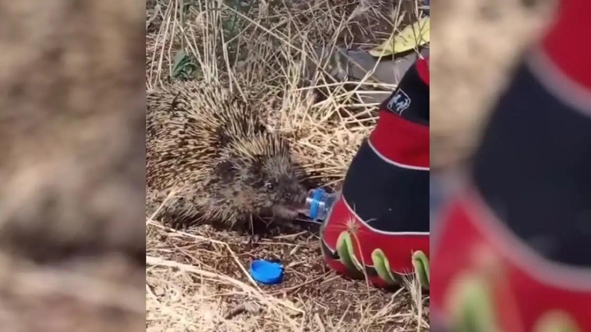 Συγκινητική στιγμή στο Κιλκίς: πυροσβέστης δίνει νερό σε σκαντζόχοιρο μετά από πυρκαγιά