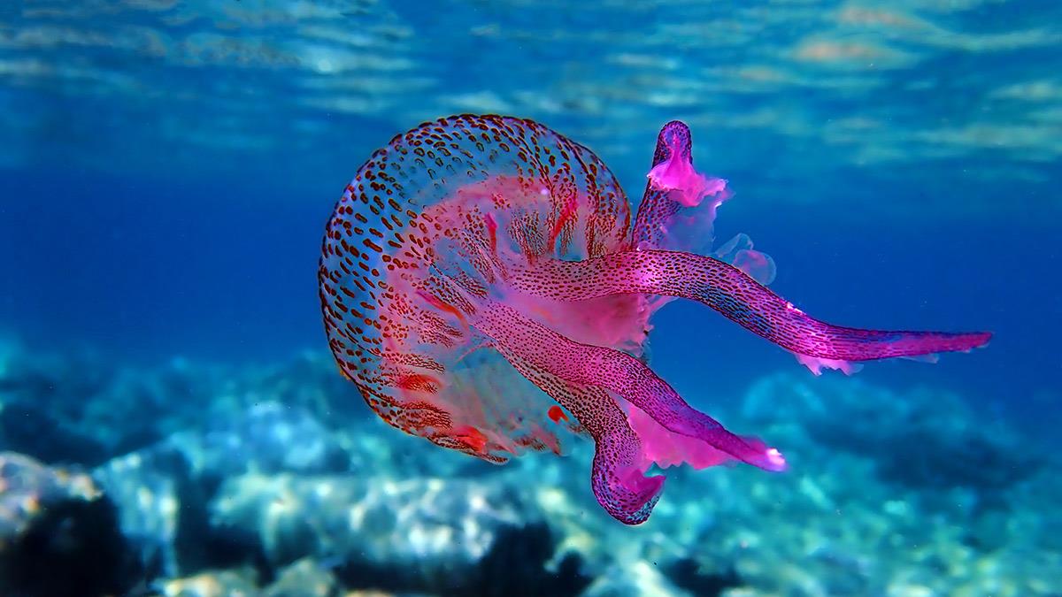 Σε έξαρση η μωβ μέδουσα - ποιες ελληνικές παραλίες να αποφύγετε