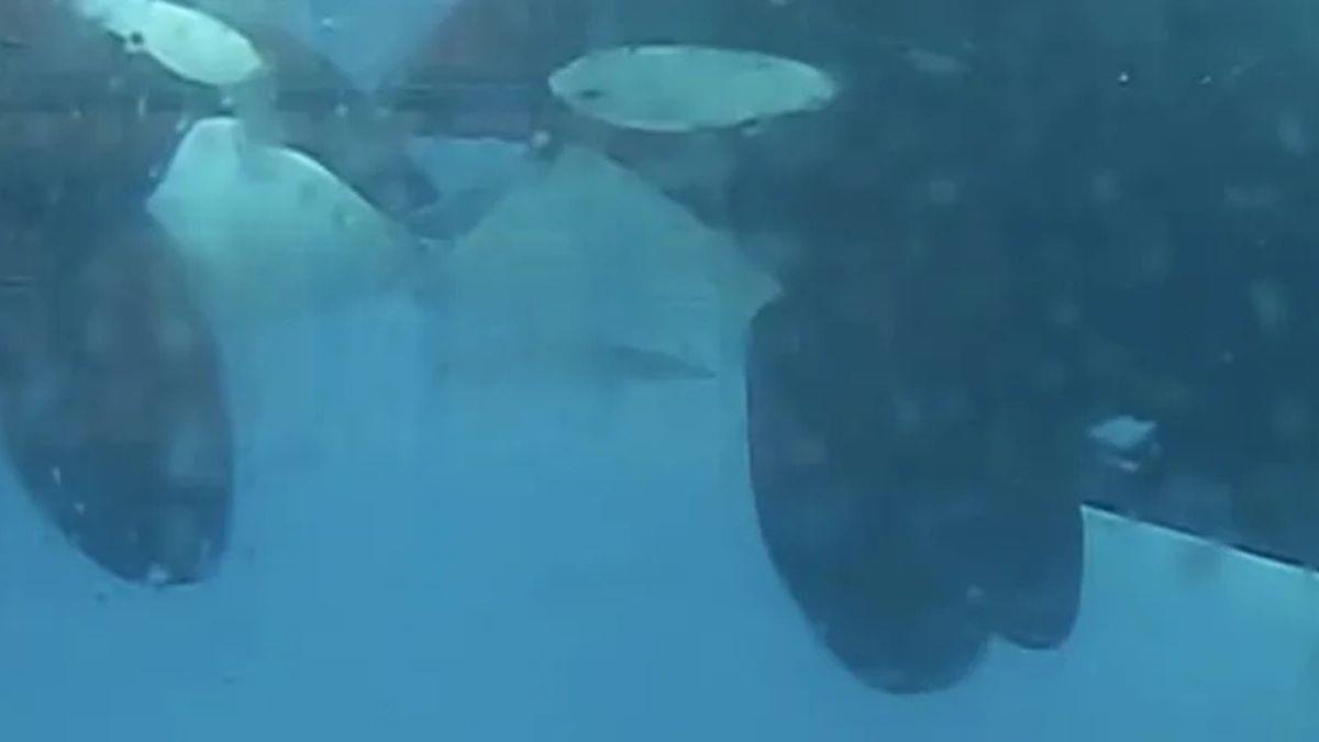 Άγριες όρκες εντοπίστηκαν να... φιλιούνται στον βυθό της θάλασσας!