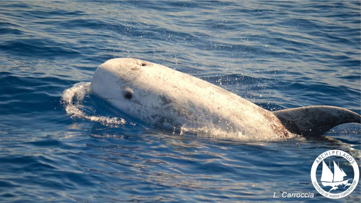 Σταχτοδέλφινο: το σπάνιο είδος δελφινιού που εντοπίστηκε στην Ικαρία!