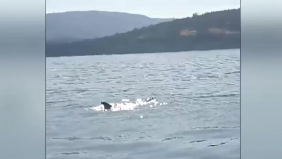 Λέσβος: δελφίνι θρηνεί τον θάνατο ενός άλλου δελφινιού και αρνείται να το εγκαταλείψει