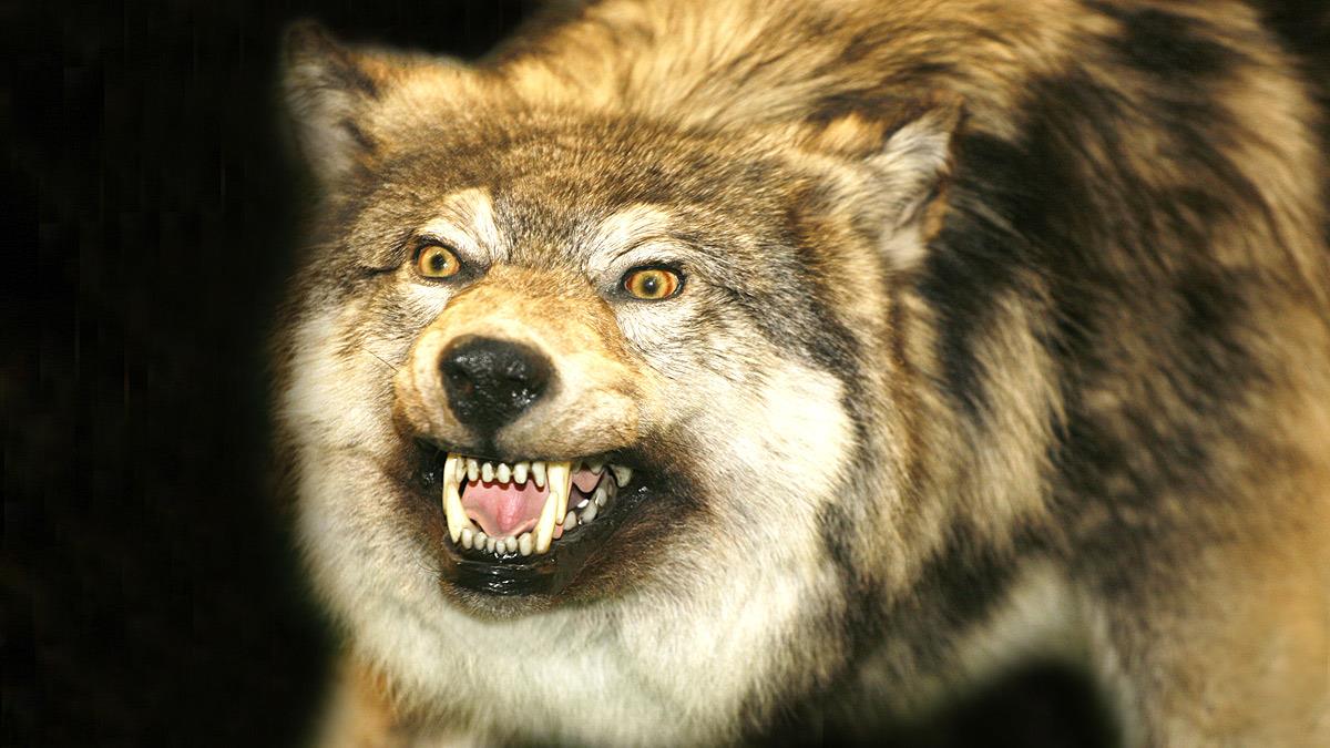 Χαλκιδική: λύκος επιτέθηκε σε 5χρονη σε παραλία του Μαρμαρά