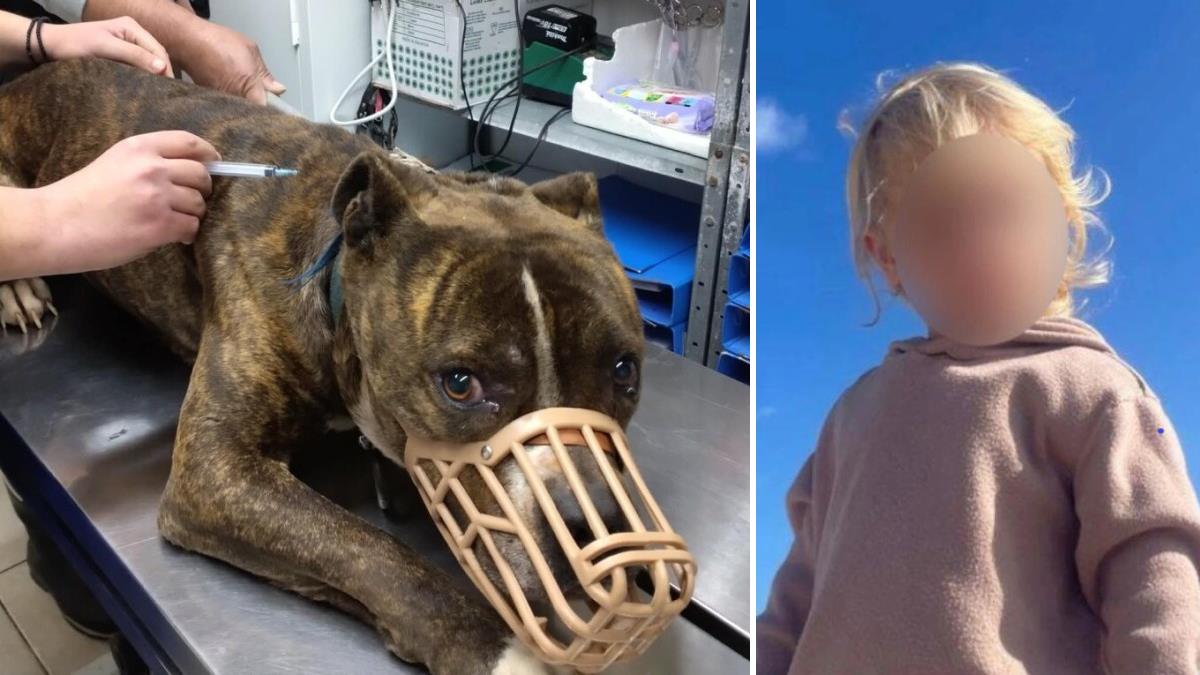 Ζάκυνθος: 30 αιτήματα υιοθεσίας για το πίτμπουλ που σκότωσε τον 2χρονο Λίο