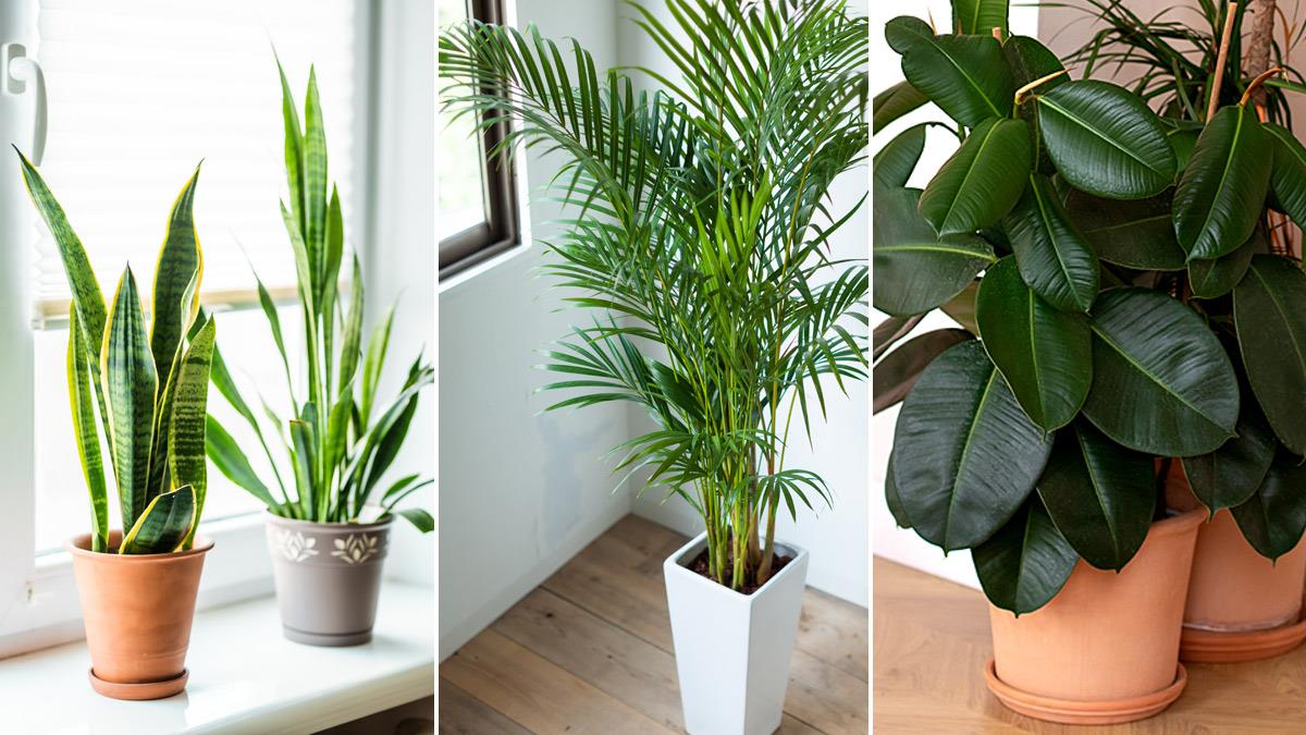 5 φυτά εσωτερικού χώρου που καθαρίζουν την ατμόσφαιρα