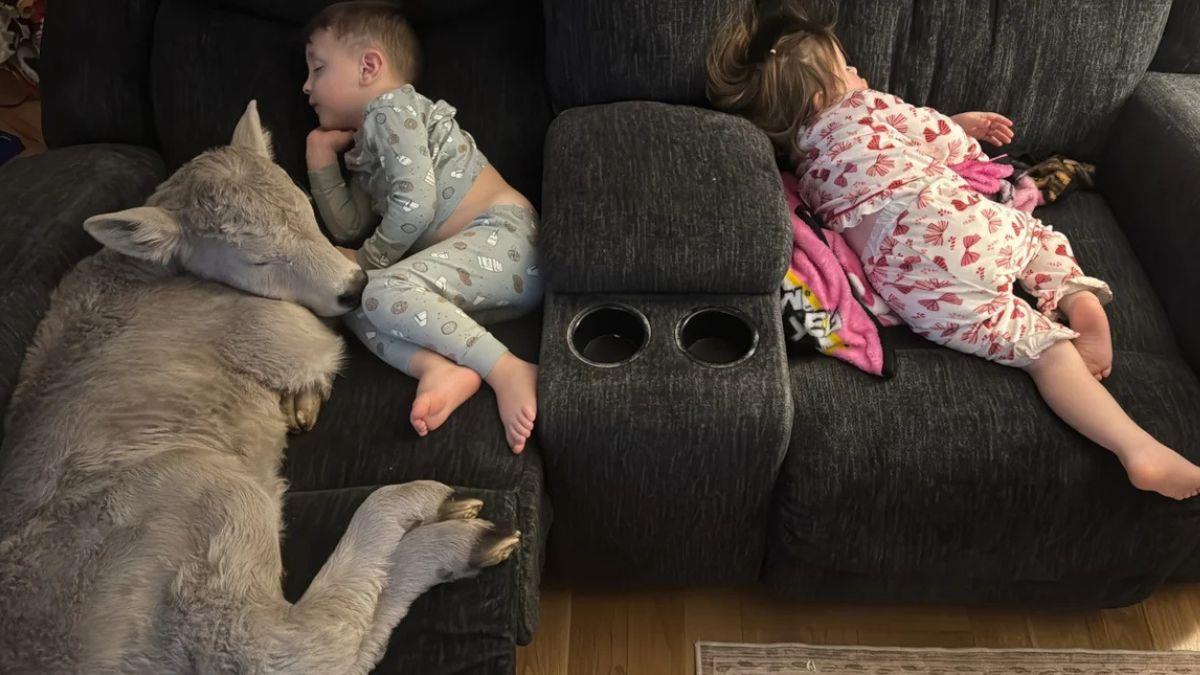 Μοσχαράκι που κρύωνε βρήκε καταφύγιο... στον καναπέ μιας οικογένειας!