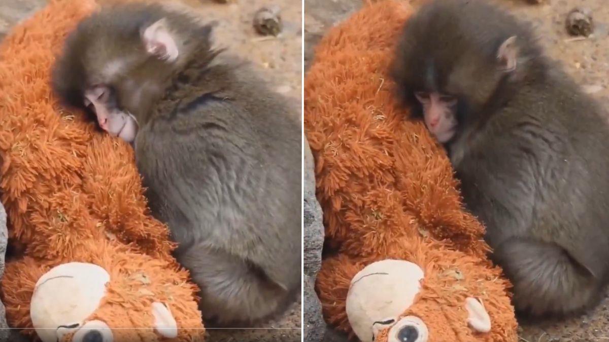 Πιθηκάκι κοιμάται αγκαλιά με λούτρινο ουρακοτάγκο, γιατί το εγκατέλειψε η μαμά του