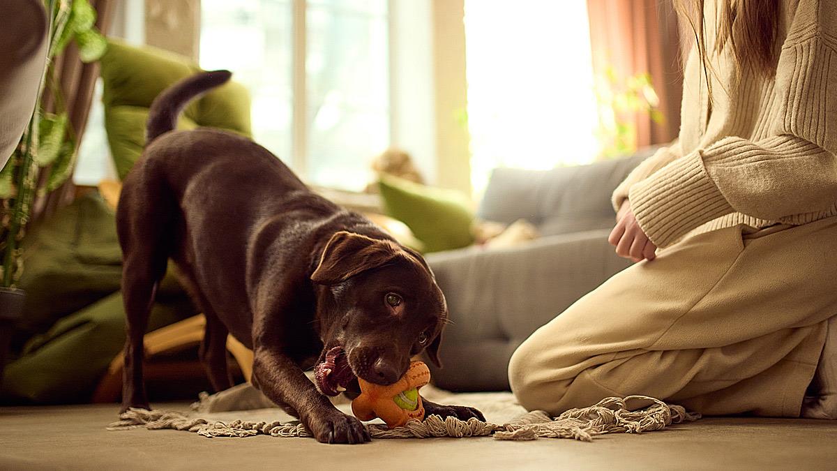 Ηνωμένο Βασίλειο: οι σκύλοι σύντομα θα ξεπεράσουν σε αριθμό τα παιδιά!
