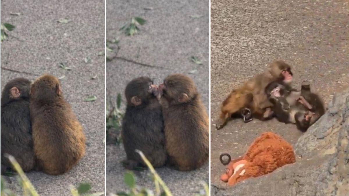 Ο πίθηκος Punch βρήκε παρέα και άφησε στην άκρη το λούτρινο κουκλάκι του!