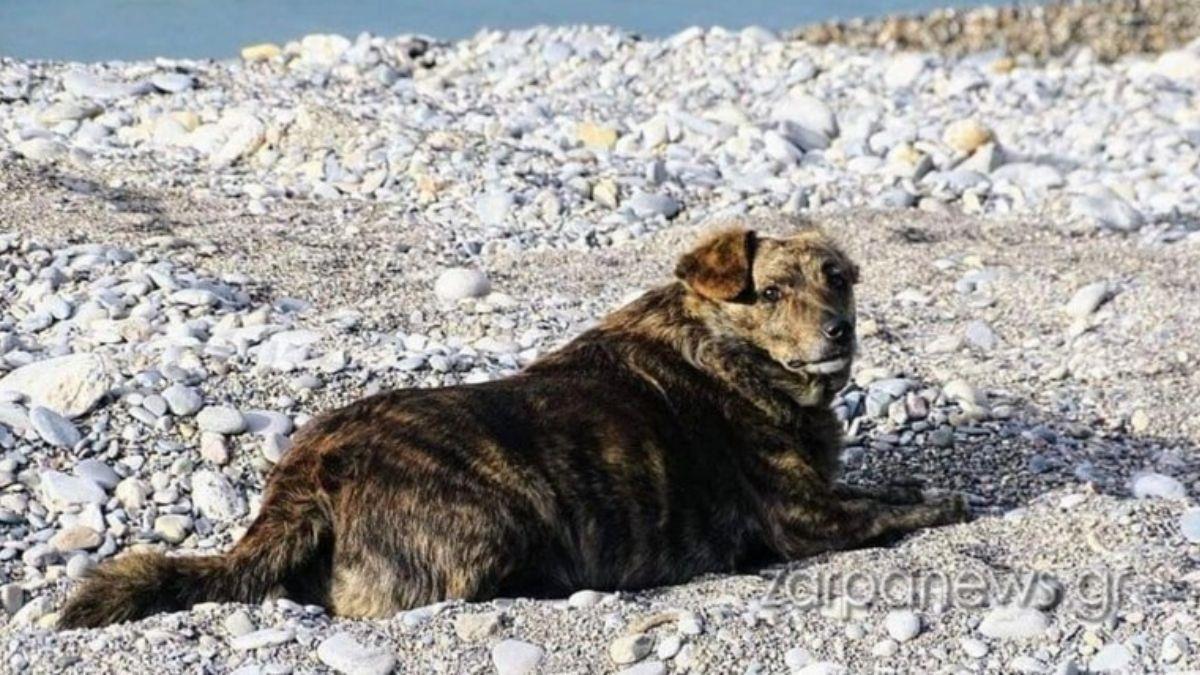 Σκυλίτσα που έχασε το αφεντικό της από καρκίνο, κάνει κάθε μέρα την παλιά τους βόλτα