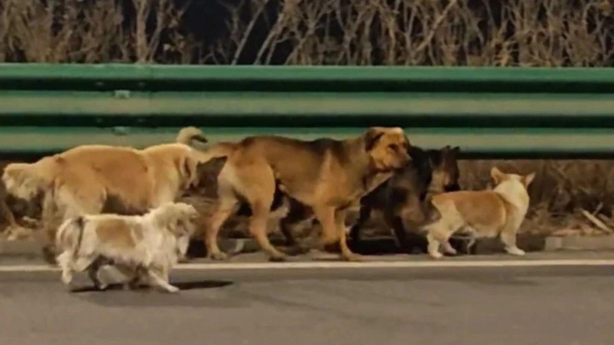 Κίνα: 7 σκυλιά δραπέτευσαν από σφαγείο και γύρισαν μόνα τους στα σπίτια τους!