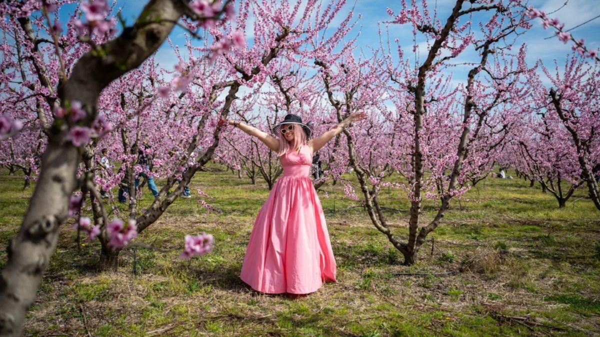 Βέροια: επισκέπτες από όλο τον κόσμο πηγαίνουν να δουν τις ανθισμένες ροδακινιές!