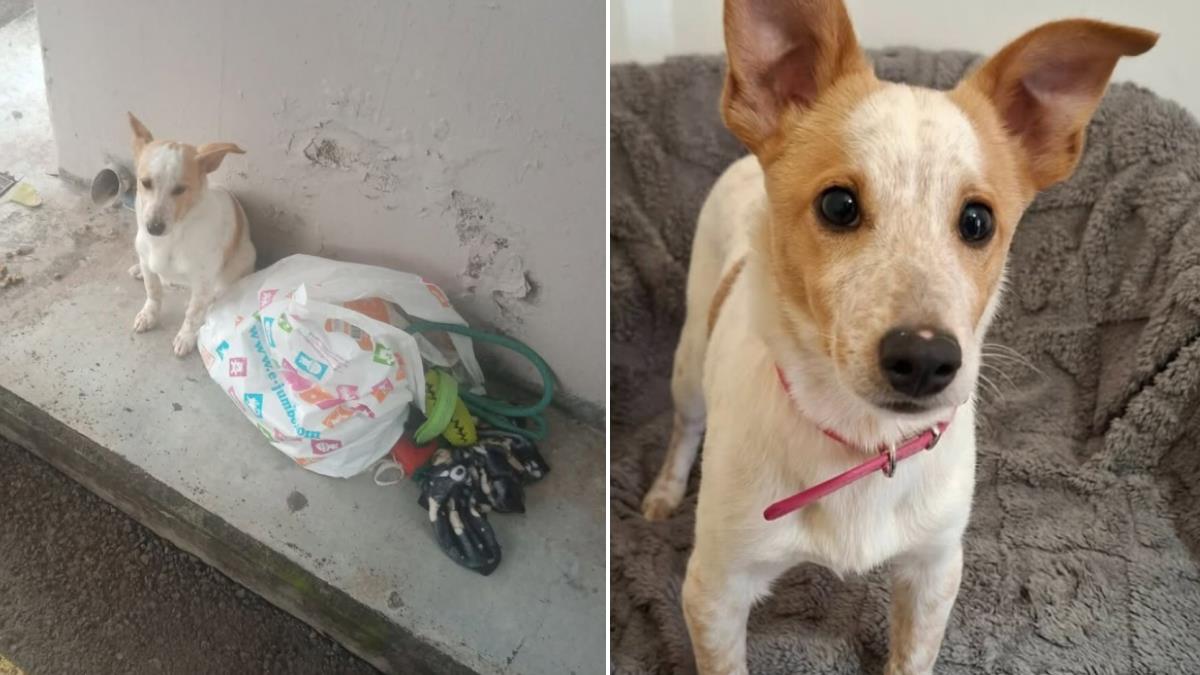 Εγκατέλειψαν σκυλάκι σε στάση λεωφορείου, μαζί με τα παιχνίδια του