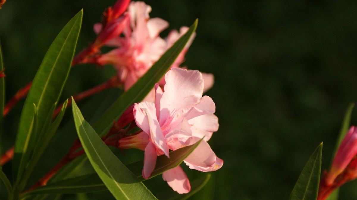 Πόλεμος για το «ξήλωμα» της πικροδάφνης από σχολεία, πεζοδρόμια και πλατείες