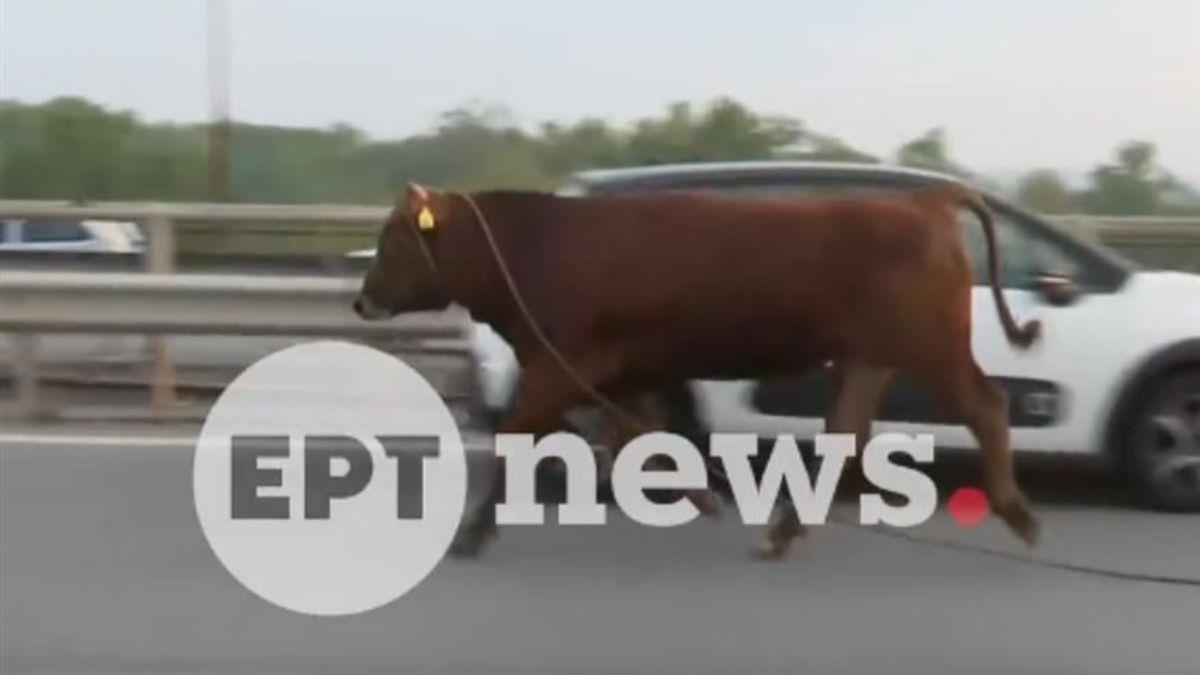 Θεσσαλονίκη: ταύρος έτρεχε ανεξέλεγκτος στην εθνική οδό - σταμάτησε την κυκλοφορία