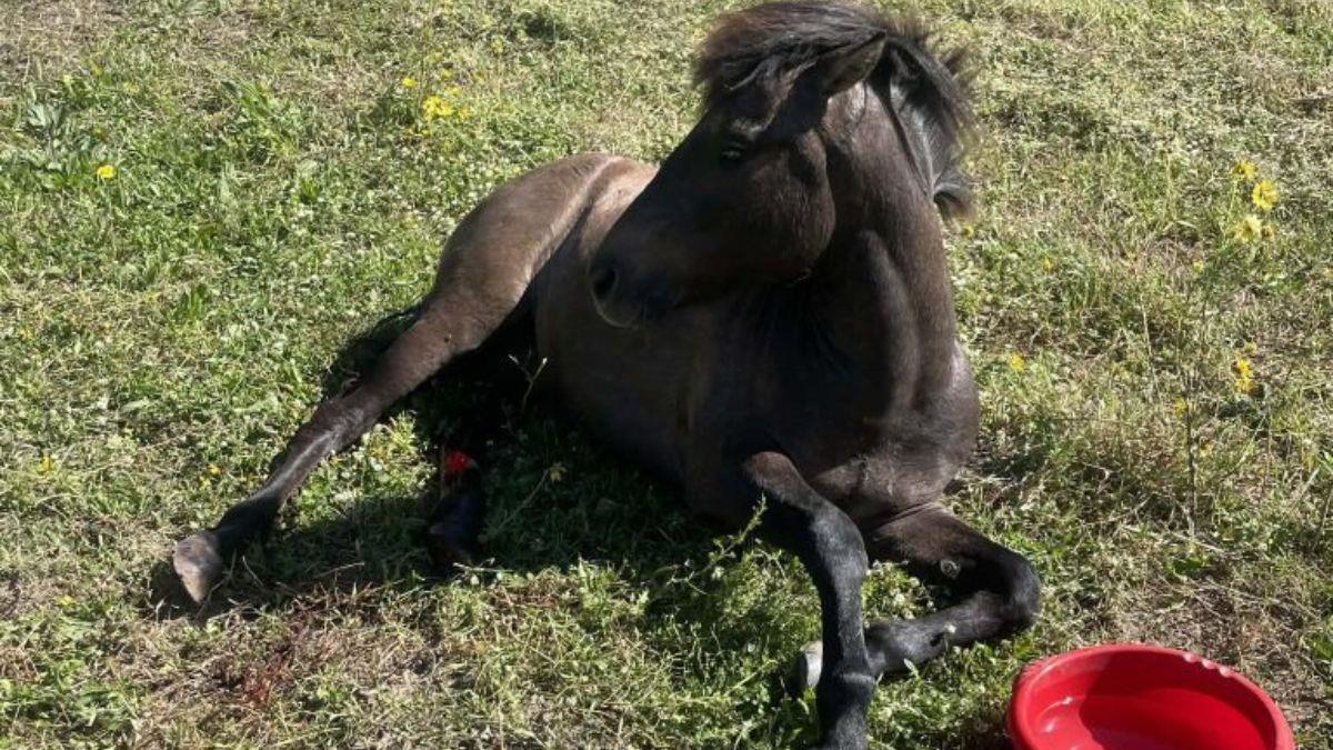 Κεφαλονιά: άγνωστοι πυροβόλησαν άλογο - υπέκυψε στα τραύματά του!