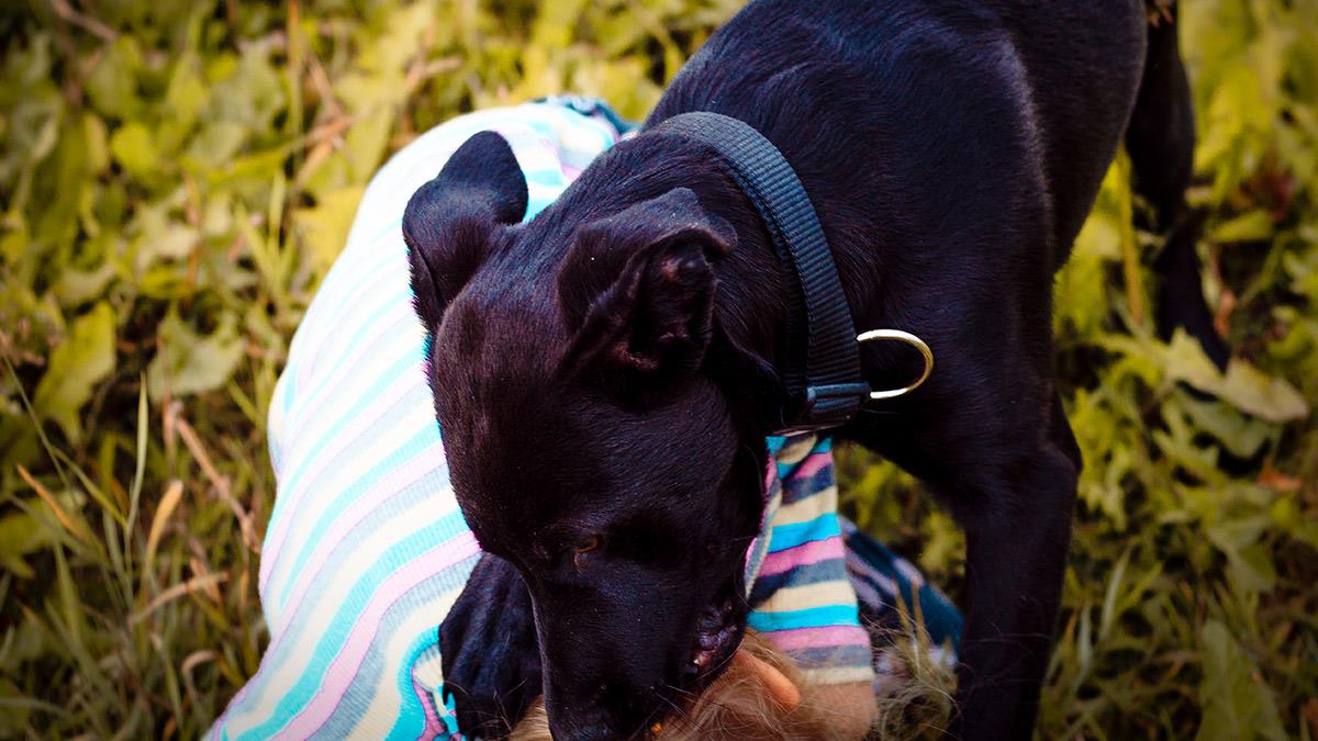 Χανιά: διασωληνωμένος νοσηλεύεται 4χρονος μετά από επίθεση σκύλου