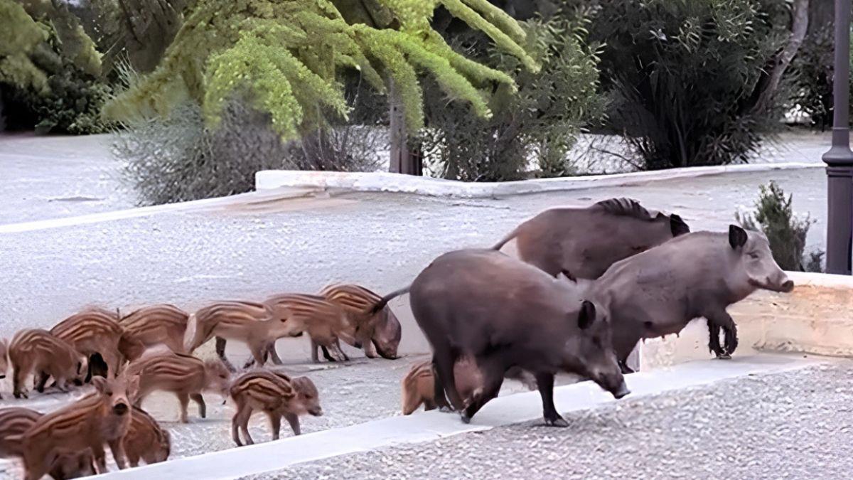 Οικογένεια αγριογούρουνων πήγε... καλεσμένη σε γάμο στους Θρακομακεδόνες!