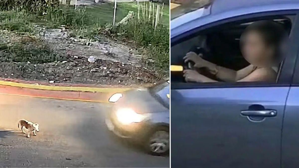«Φοβήθηκα και έφυγα» είπε η 60χρονη που πάτησε και σκότωσε τον σκύλο με το ΙΧ