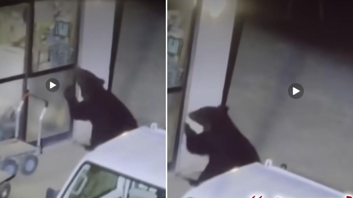 Αρκούδα εισβάλλει σε σπίτια και... λεηλατεί ψυγεία - ύποπτη για 14 «διαρρήξεις»