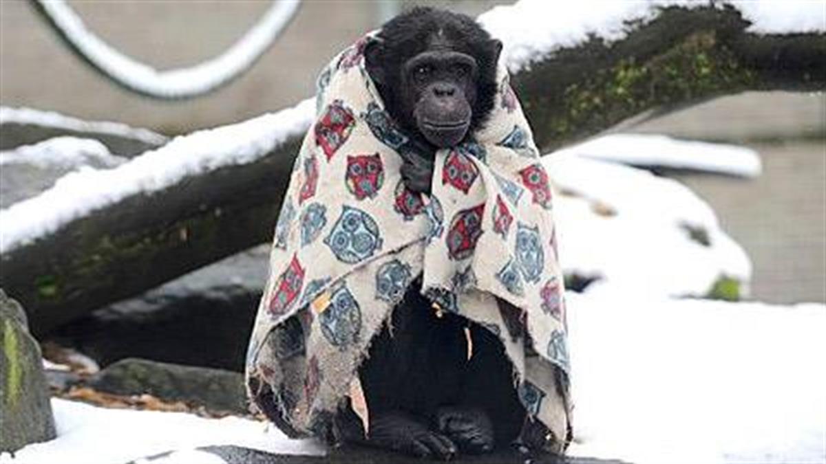 Χιμπατζής αρνείται να βγει στο κρύο χωρίς κουβέρτα