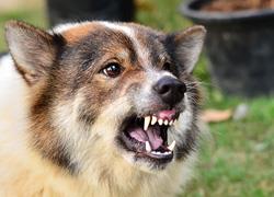 Τι πρέπει να κάνετε αν βρεθεί στον δρόμο σας άγριο σκυλί 