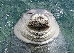 Η Φρύνη η φώκια ήρθε στα βράχια της Πειραϊκής!