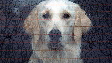 Άφησαν δύο σκυλάκια στο αυτοκίνητο να πάθουν θερμοπληξία