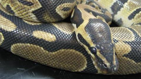 Πύθωνας έπνιξε δύο παιδιά στον ύπνο τους