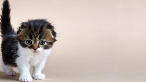 8 μύθοι για τις γάτες