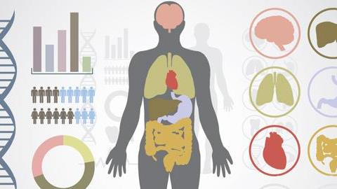 18 απίστευτα στοιχεία για το ανθρώπινο σώμα!