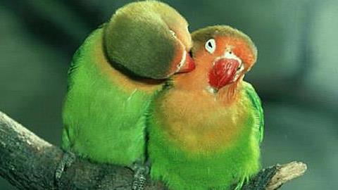 Έρωτες στο ζωικό βασίλειο