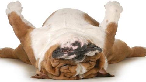 Οι απίστευτες γκάφες 15 χαριτωμένων ζώων