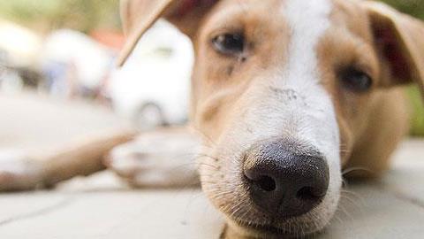 Τι να σκεφτείτε πριν αποκτήσετε κατοικίδιο