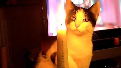 Γιατί οι γάτες δεν αγαπούν τα Χριστούγεννα; Δείτε το απολαυστικό βίντεο!