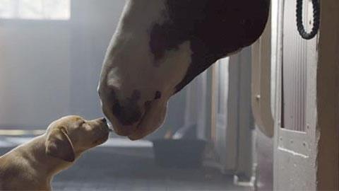 Σκυλίσια αγάπη: Η πιο τρυφερή διαφήμιση για... μπύρα που είδατε ποτέ!