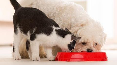 Κατοικίδια: Οι επικίνδυνες τροφές για γάτες και σκύλους