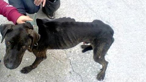 Πέταξαν σκυλάκι σε κάδο σκουπιδιών και σώθηκε την τελευταία στιγμή!